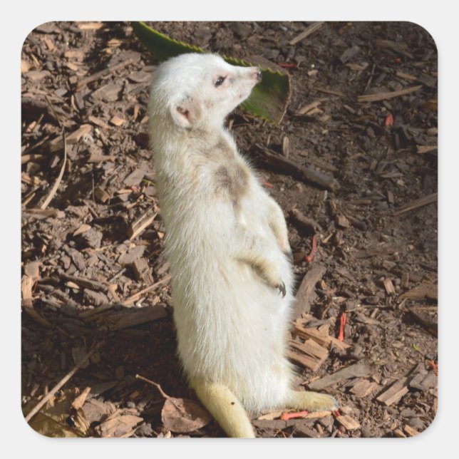 Adesivo Quadrado White Meerkat Stander, Sticker Quadrado (Frente)