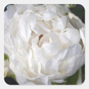 Adesivo Quadrado White Peony Floral Photoshop Square Sticker