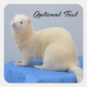 Adesivo Quadrado White Pet Ferret Personalizado