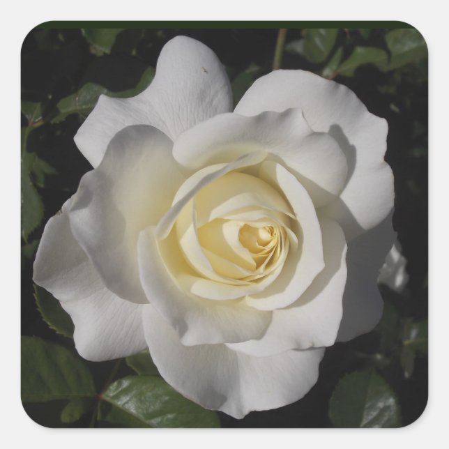 Adesivo Quadrado White Rose Sticker (Frente)