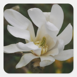 Adesivo Quadrado White Star Magnolia Sticker