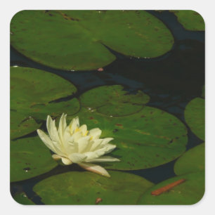Adesivo Quadrado White Waterlily I Peaceful Floral Fotografia