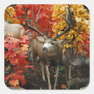 Adesivo Quadrado Whitetail In Autumn