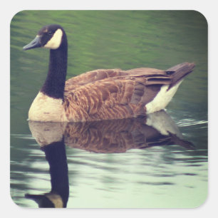 Adesivo Quadrado Wild Canada Goose Nature