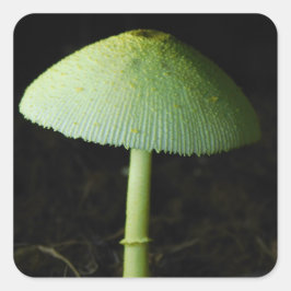 Adesivo Quadrado Wild Mushroom Photo 