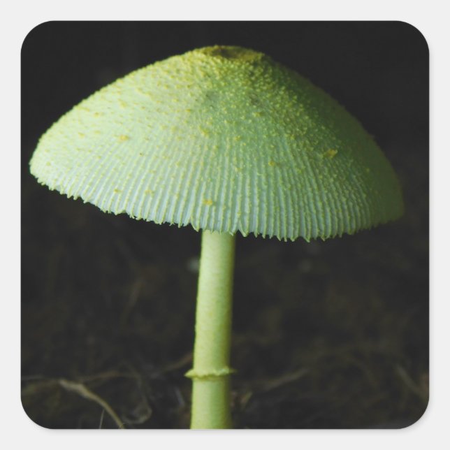 Adesivo Quadrado Wild Mushroom Photo  (Frente)