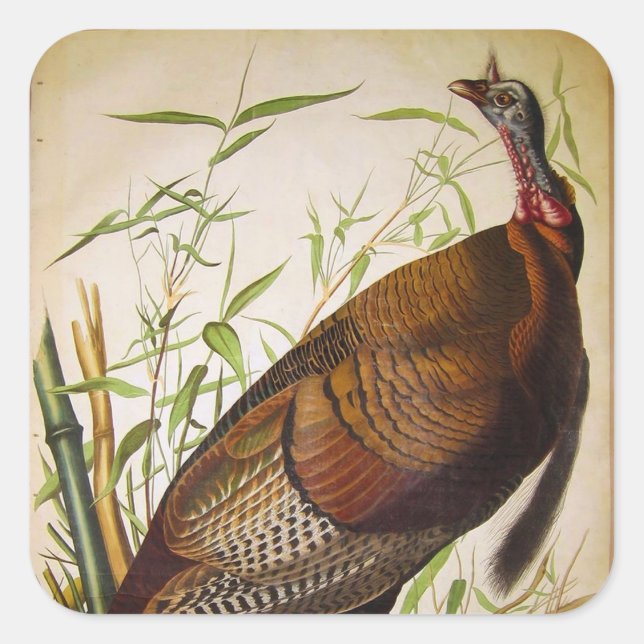 Adesivo Quadrado Wild Turkey, John James Audubon (Frente)
