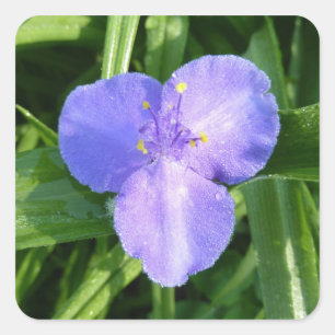 Adesivo Quadrado Wildflower violeta do primavera do Trillium Dewy