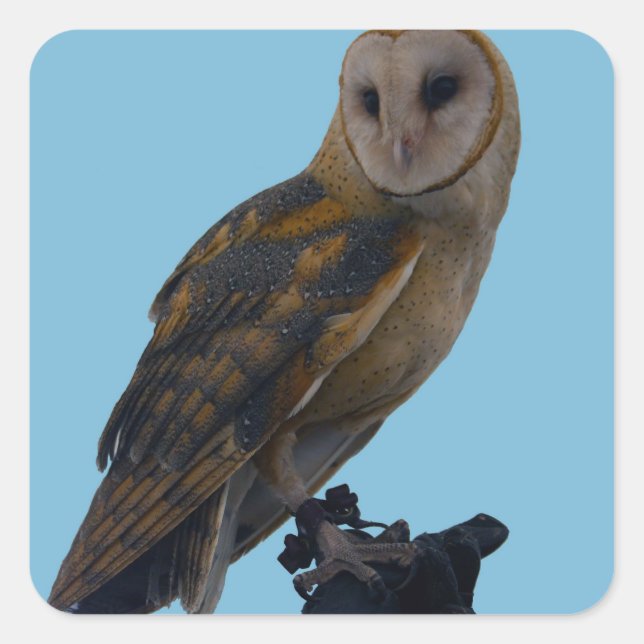 Adesivo Quadrado Wildlife Barn Owl Photo (Frente)