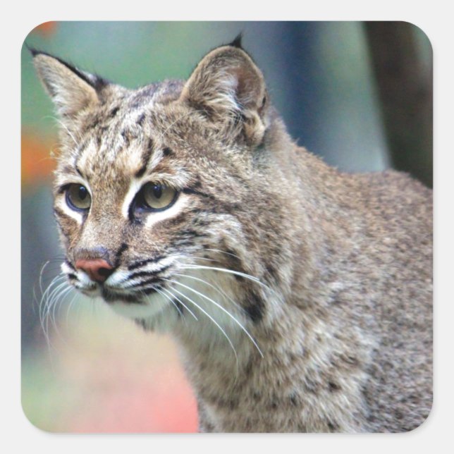 Adesivo Quadrado Wildlife Bobcat Photo (Frente)