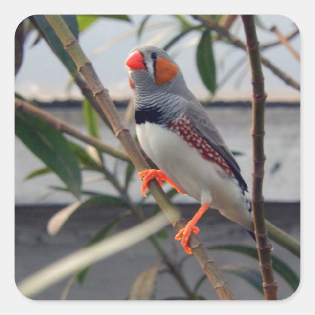 Adesivo Quadrado Wildlife Zebra Finch Foto (Frente)