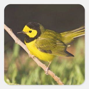 Adesivo Quadrado Wilsonia citrina, Warbler Hooded)