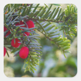 Adesivo Quadrado Winter Berry