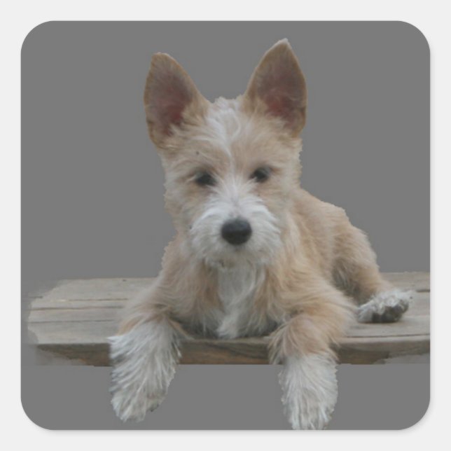 Adesivo Quadrado Wire Português Podengo Pequeno (Frente)