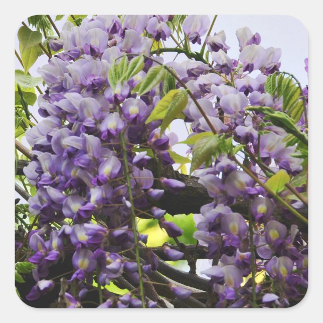 Adesivo Quadrado Wisteria Vine Sticker (Frente)