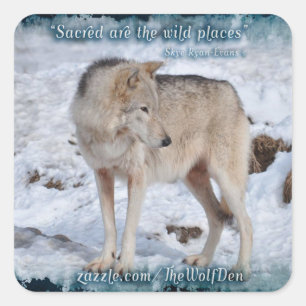 Adesivo Quadrado Wolf cinza em Winter Snow Wildlife Photo