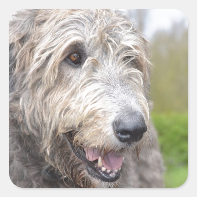 Adesivo Quadrado Wolfhound irlandês bonito (Frente)