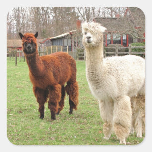 Adesivo Quadrado Wooly Alpacas ~ adesker