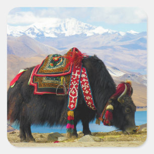 Adesivo Quadrado Yak Bos Grunniens perto do lago de Yamdrok Tibet