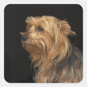 Adesivo Quadrado Yorkie preto e marrom deixou o perfil no preto
