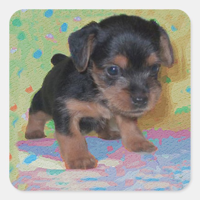 Adesivo Quadrado Yorkie Puppy Sticker (Frente)