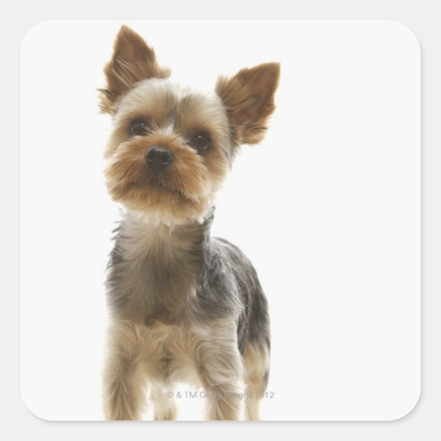 Adesivo Quadrado Yorkshire Terrier (Frente)