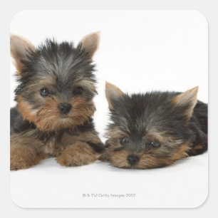 Adesivo Quadrado Yorkshire terrier