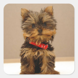 Adesivo Quadrado Yorkshire Terrier