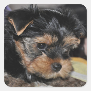 Adesivo Quadrado Yorkshire Terrier Square Sticker
