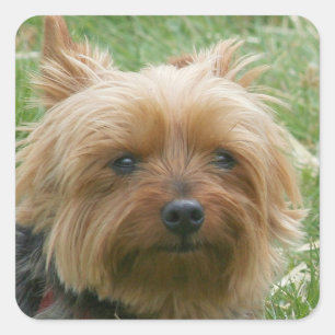 Adesivo Quadrado Yorkshire Terrier Stickers