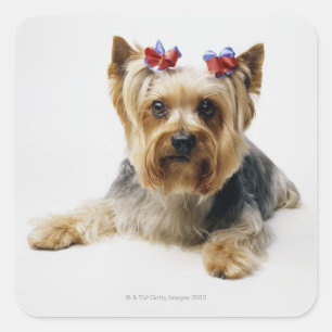 Adesivo Quadrado Yorkshire terrier vestindo arcos vermelhos