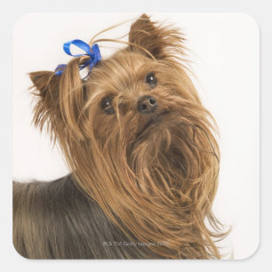 Adesivo Quadrado Yorkshire terrier/Yorkie. Raça vívida de