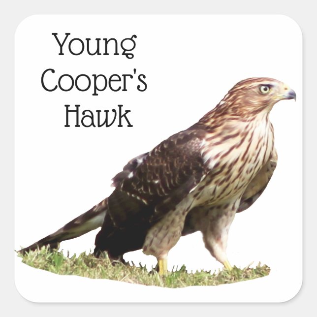 Adesivo Quadrado Young Cooper's Hawk (Frente)