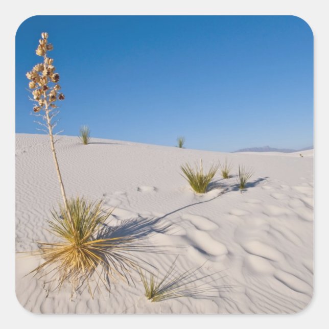 Adesivo Quadrado Yucca Soaptree, sombra longa, Dunas Transversais (Frente)
