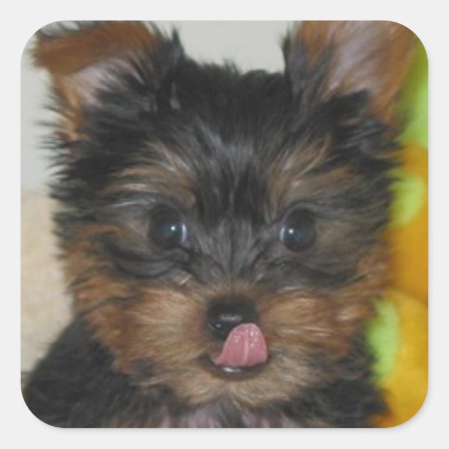 Adesivo Quadrado Zach Pup Sticker (Frente)