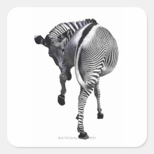 Adesivo Quadrado zebra