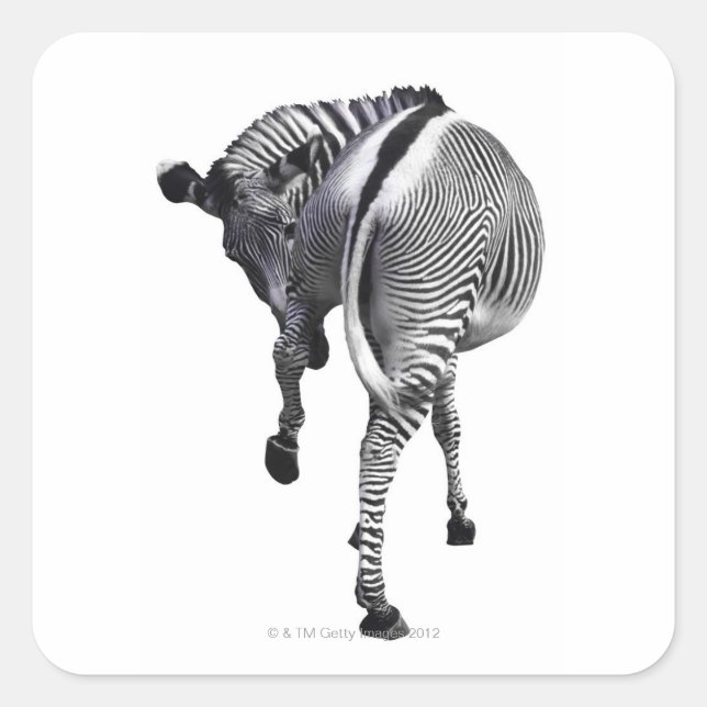 Adesivo Quadrado zebra (Frente)