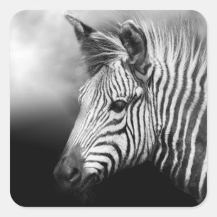 Adesivo Quadrado Zebra Foal