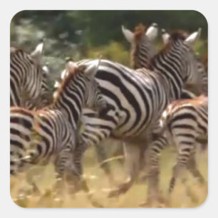 Adesivo Quadrado Zebras em Movimento: Uma Viagem de Mil Milhas