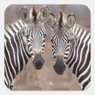 Adesivo Quadrado Zebras lisas, parque nacional de Kruger