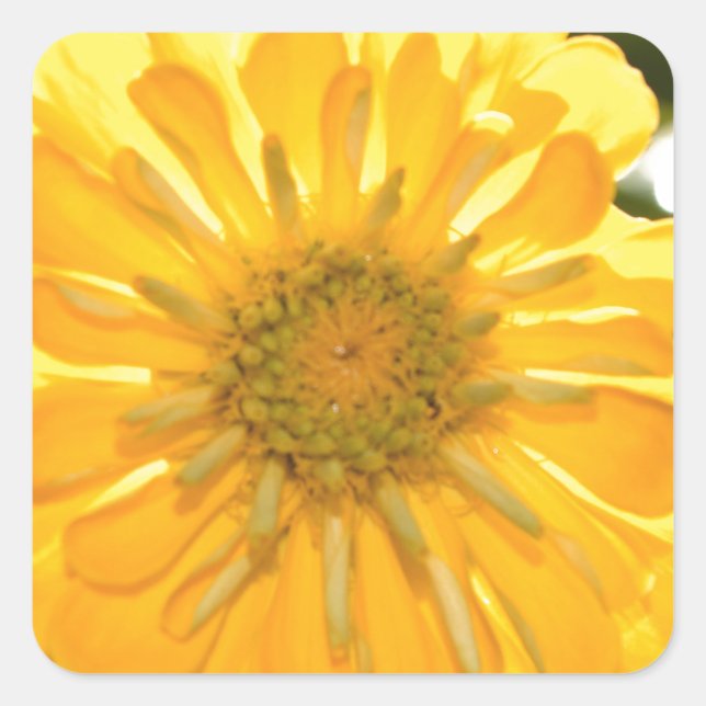 Adesivo Quadrado Zinnia amarela, margarida amarela, flor amarela (Frente)