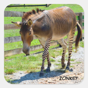 Adesivo Quadrado Zonkey part Zebra e Donkey