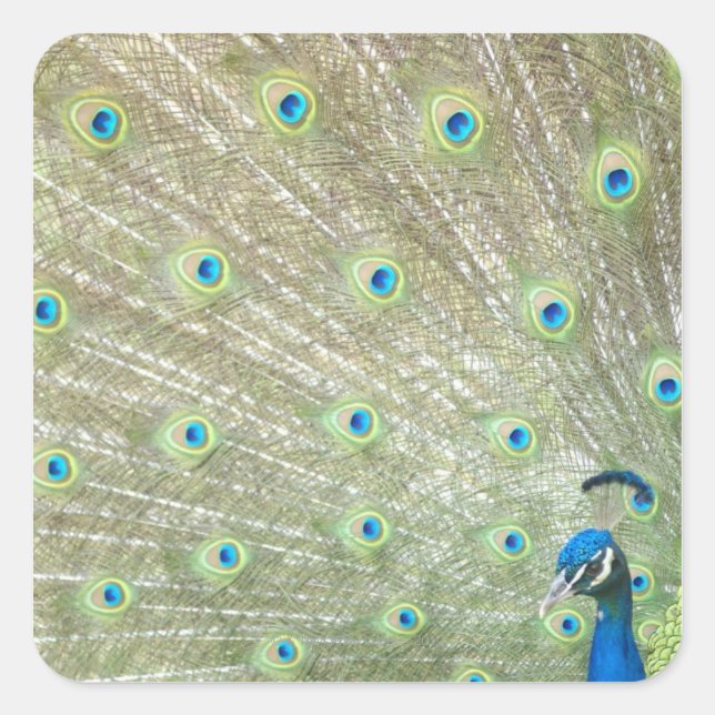 Adesivo Quadrado Zoo de Joanesburgo, Província de Gauteng, África d (Frente)