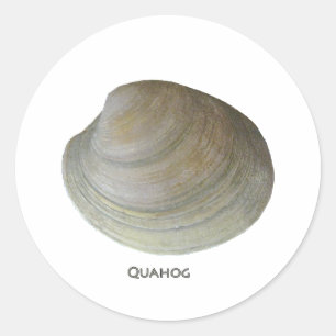 Adesivo Quahog Clam