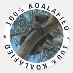 Adesivo Qualificado Koalafied Cute Funny Koala em uma árvo
