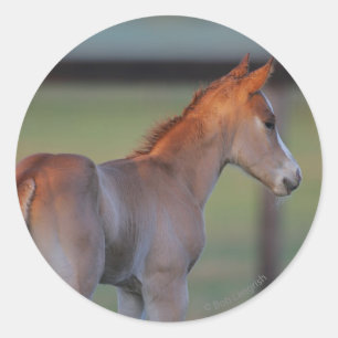 Adesivo Quarter Horse Foal