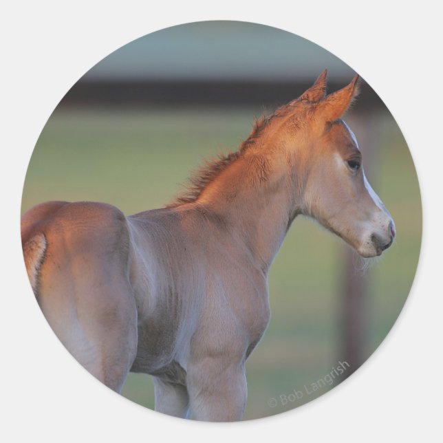 Adesivo Quarter Horse Foal (Frente)