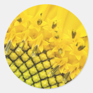 Adesivo quarto de sol