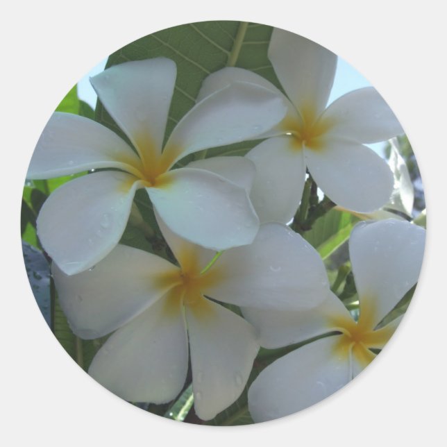 Adesivo Quase Comestível Frangipani (Frente)