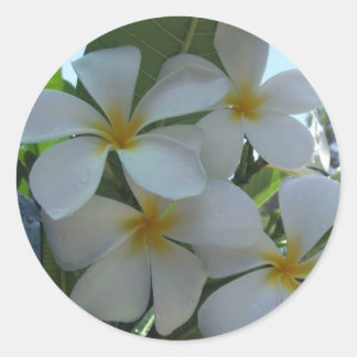 Adesivo Quase Comestível Frangipani